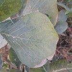 Butea monosperma Frunză