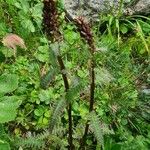 Pedicularis recutita Leaf