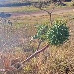 Ricinus communisപുഷ്പം