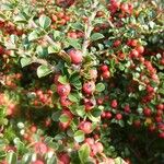 Cotoneaster horizontalis Frukt