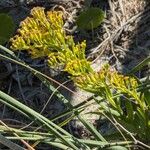 Solidago sempervirens Flor