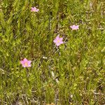 Sabatia campestris Alkat (teljes növény)