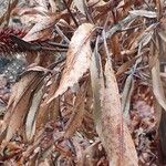 Cunonia capensis Hoja