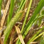 Carex pseudocyperus ഫലം