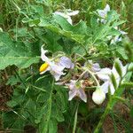 Solanum dimidiatum Floare