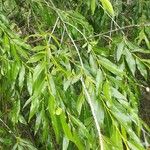 Salix acutifolia Hoja