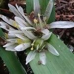 Allium chamaemoly Λουλούδι