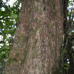 Sideroxylon borbonicum Kabuk