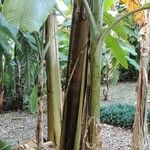 Heliconia latispatha Corteza