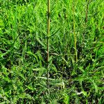 Achillea setacea Агульны выгляд