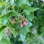 Acer monspessulanum Fruitua