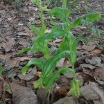 Habenaria repens 葉