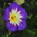 Convolvulus tricolor 花