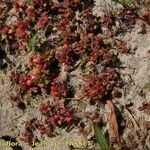 Elatine hexandra Natur