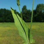 Crepis setosa 叶