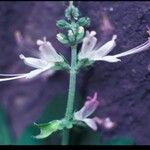 Ocimum filamentosum