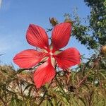 Hibiscus coccineus Blüte