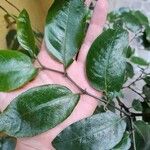 Piper tuberculatum Blad