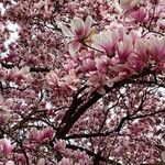 Magnolia × soulangeana Облик