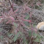 Saponaria glutinosa പുഷ്പം
