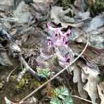 Corydalis solidaVirág