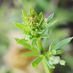 Galium spurium Flower