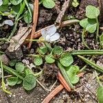 Cardamine bellidifolia 葉