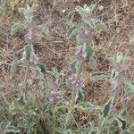 Marrubium supinum Fula