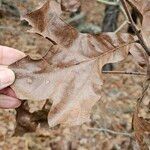 Quercus marilandica Hoja