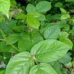Rubus schleicheri List