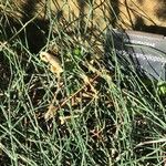 Ephedra foeminea Leaf