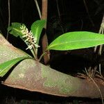 Peperomia pernambucensis Feuille