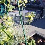 Brassica oleraceaFlower