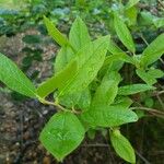 Vaccinium stamineum Leaf