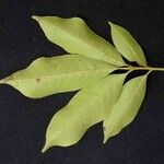 Tapirira guianensis Leaf