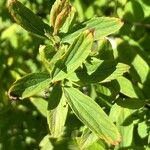 Spiraea cantoniensis Blatt