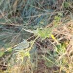 Atriplex micrantha Leaf