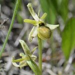 Ophrys virescens Fula