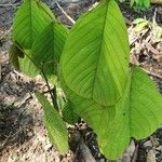 Annona cherimolaFoglia