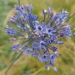 Allium caeruleum Blomma