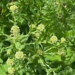 Lepidium campestre Flower