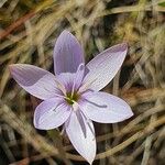 Hesperantha petitiana Floare
