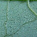 Solanum lanceifolium Leaf