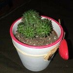 Euphorbia susannae Feuille