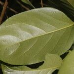 Fridericia chica Hoja