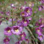 Chaenorhinum origanifolium Kvet