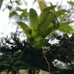 Oberonia disticha Çiçek