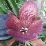 Stapelia gigantea Flower