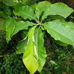 Magnolia tripetala Hostoa