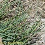 Poa glauca Habit